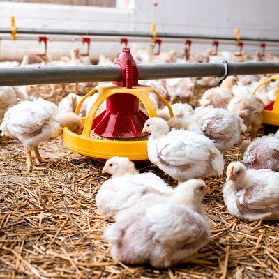 poultry_0000_modern-poultry-farm-with-automated-feeding-system-group-chickens