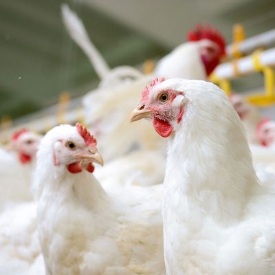 poultry_0003_white-chickens-farm (1)